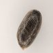 Foto 1: Charas 10g � 3,09�/g